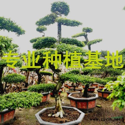 8米銀海棗價格 9米銀海棗價格 10米銀海棗價格