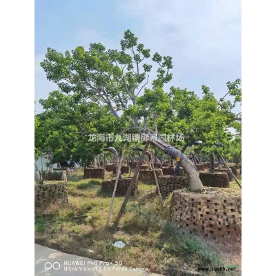 2米中東海棗價格 3米中東海棗價格 4米中東海棗價格