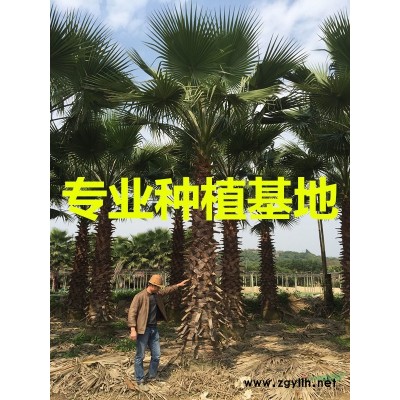 福建紅刺林投價格 福建紅刺林投批發基地 紅刺林投供應