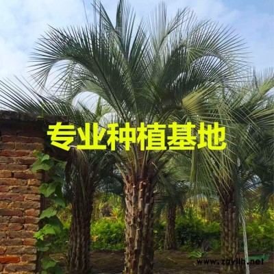 福建小葉榕樁頭 小葉榕樁頭價格 多頭造型小葉榕樁頭