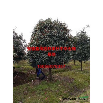 供應 無患子 香樟 欒樹 三角楓 紅葉李 廣玉蘭 烏桕