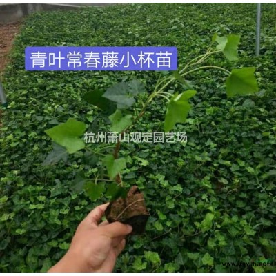 浙江紫嬌花小杯苗120雙色杯供應(yīng)介紹/特征/用途