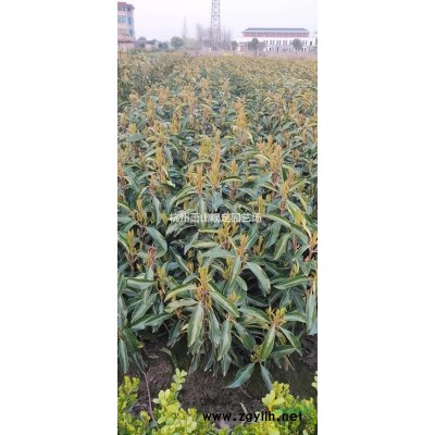 浙江供應(yīng)黃金枸骨小杯苗大杯180杯容器苗球等大小規(guī)格