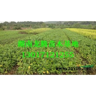 廣玉蘭、白玉蘭、紫玉蘭、廣玉蘭樹批發