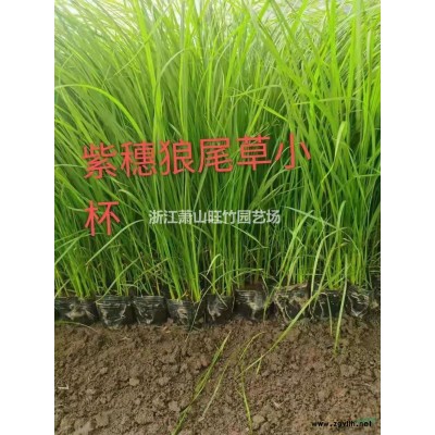 杭州旺竹園藝場批發供應大葉梔子毛球價格優惠