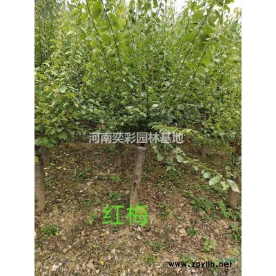 河南鄢陵蠟梅苗圃直供/河南蠟梅病蟲害防治