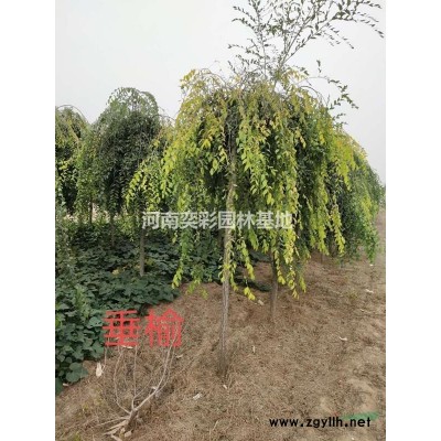 河南紅葉碧桃規格*/河南鄢陵紅葉碧桃價格優惠