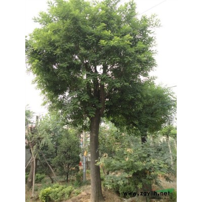 河南檜柏 供應檜柏高度100-3000cm