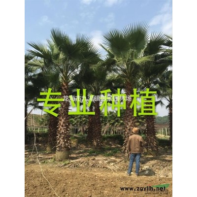 8米中東海棗價格 9米中東海棗價格 10米中東海棗價格
