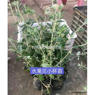 浙江[產(chǎn)品]/浙江杭州蕭山:鳶尾:小蘭花:大蘭花:德國鳶尾供應(yīng)價(jià)格/報(bào)價(jià)