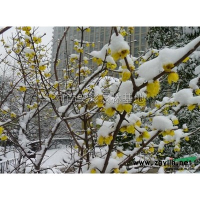 河南叢生臘梅價格優惠/河南鄢陵叢生臘梅低價銷售
