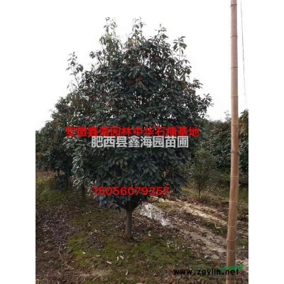 安徽地區(qū)供應(yīng)桂花