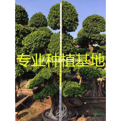 福建美麗針葵價格 福建美麗針葵報價 福建美麗針葵種植基地