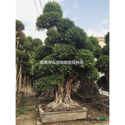 黃花風鈴木樹苗價格 黃花風鈴木樹苗批發 黃花風鈴木樹苗供應