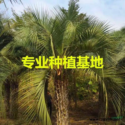 福建銀海棗基地 銀海棗產地 銀海棗批發(fā) 銀海棗供應