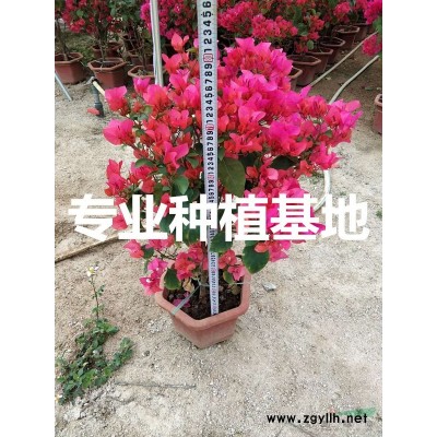 中東海棗哪里便宜？ 中東海棗產自哪里？ 中東海棗原產地？