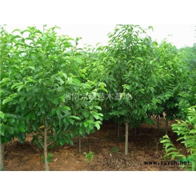 湖南苗木,湖南苗木哪里規模*大，湖南苗木哪里價格*優惠