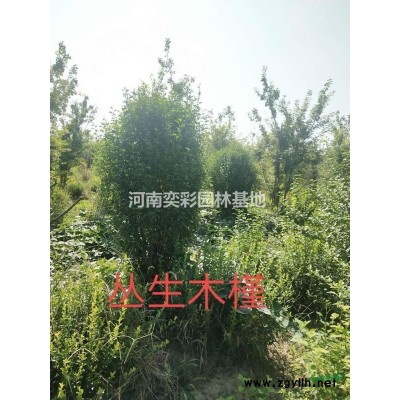 河南檜柏價格1.8元一株高度300cm
