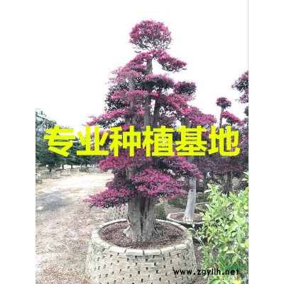 2米高造型三角梅盆景價格 3米高造型三角梅盆景價格