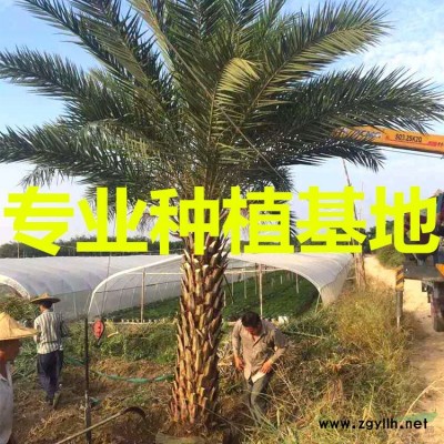 5米老人葵價格 6米老人葵價格 7米老人葵價格