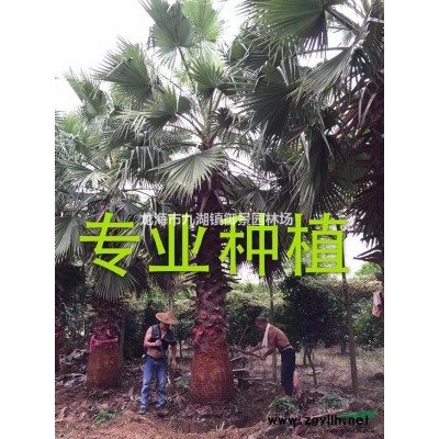 多花風鈴木價格 多花風鈴木報價 黃花風鈴木批發