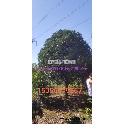 安徽低價供應 海桐球 海桐*好供應商 海桐大型基地