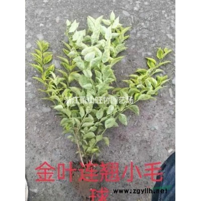 金邊黃楊毛球