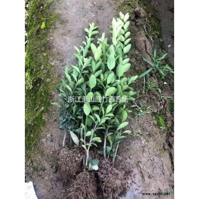 大量供應亮晶女貞地苗，毛球