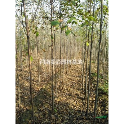 河南垂榆價格/河南鄢陵垂榆哪里便宜