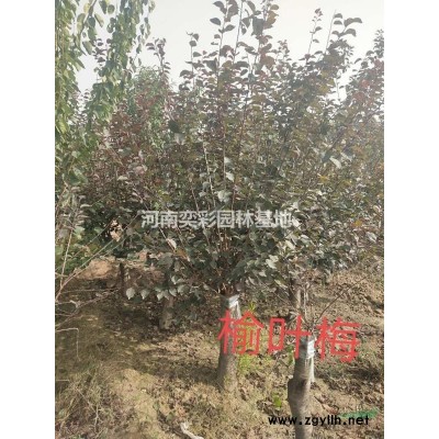 河南紅梅 量大