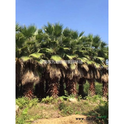 福建榕樹價格 福建榕樹報價 福建小葉榕基地