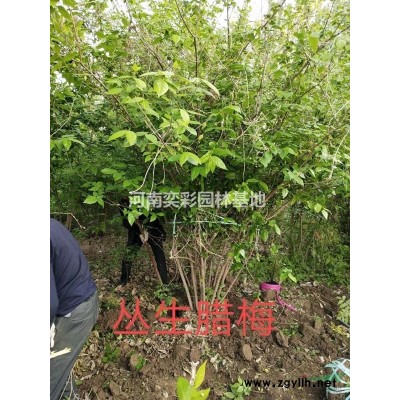 河南臘梅　河南臘梅價格　河南臘梅批發/供應