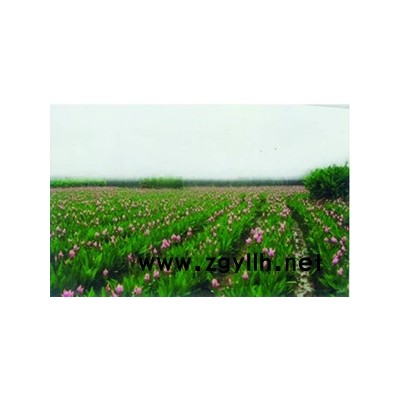 蚌埠韻蓮荷花園提供荷花茶