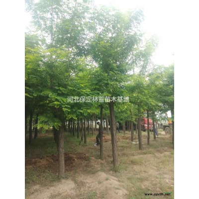 蘭歡 廠家批量直銷金葉榆 金葉榆樹苗 采購批發