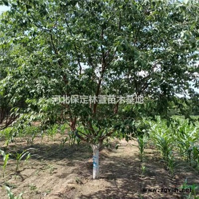 河北刺槐價格便宜，刺槐廠家直銷，基地
