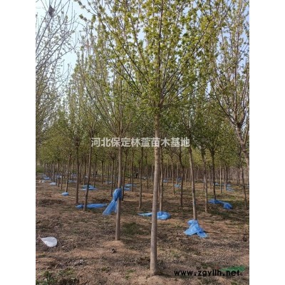 河北保定榆樹，質(zhì)優(yōu)價廉，自產(chǎn)自銷