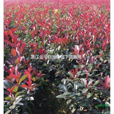 金華紅葉石楠大杯苗價格多少錢一棵 浙江紅葉石楠杯苗哪里有基地