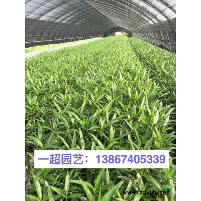 山菅草 山菅蘭 山菅草小杯苗 山菅蘭基地 花葉山菅草價格