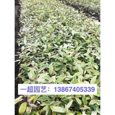 苔蘚 灰蘚 精品苔蘚批發 苔蘚基地 浙江苔蘚價格