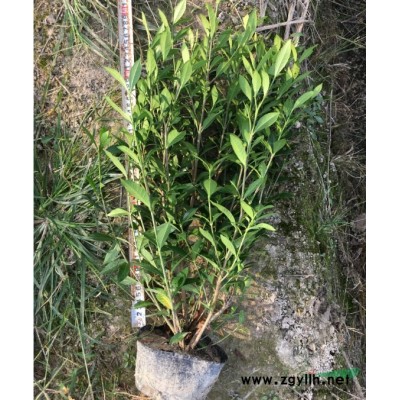 60高大杯苗2019新紅葉石楠批發價格是多少采購價小苗基地圖