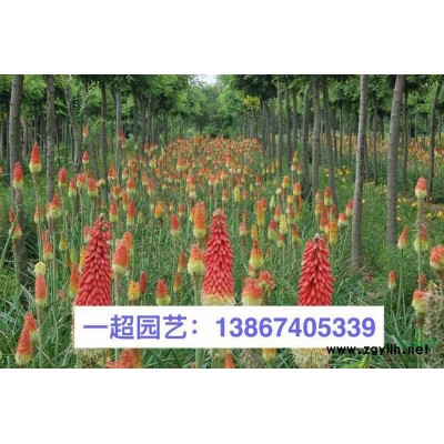 大花蜀葵 ，浙江精品大花蜀葵價格，蜀葵批發