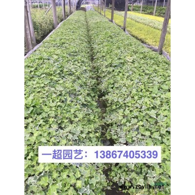 報春花小杯苗、大杯苗、大盆苗基地直銷