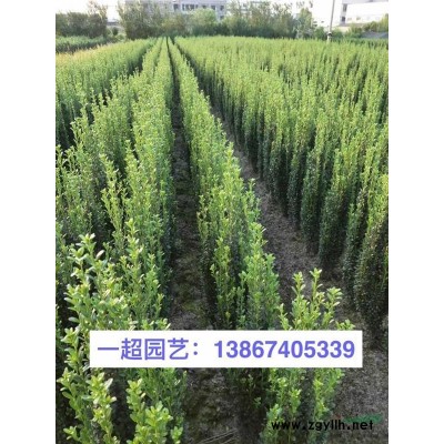 腎蕨、莢果蕨、圓蓋陰石蕨、華東蹄蓋蕨等各種蕨類植物*