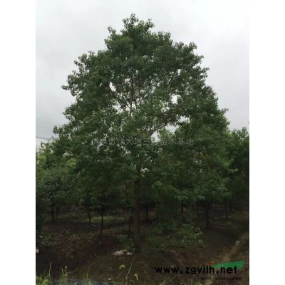 浙江烏桕2介紹