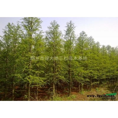 池杉3*新價格/池杉3報價