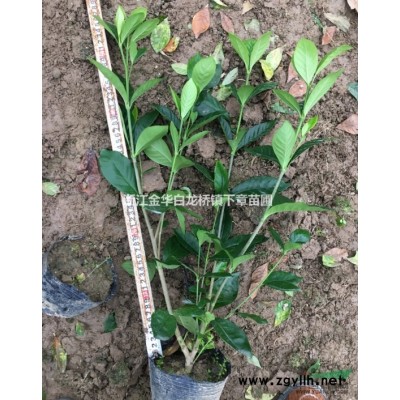 2020金華紅葉石楠杯苗價格一覽表 紅葉石楠大杯苗基地在哪里