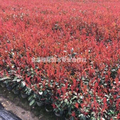 供應金華紅葉石楠價格表批發60高工程色塊苗產地上盆苗銷售網站