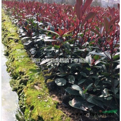 浙江金華紅葉石楠產(chǎn)銷基地,2021浙江紅葉石楠供應商報價采購