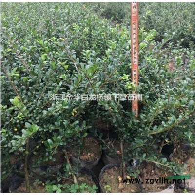 浙江四季桂杯苗基地在哪里 金華四季桂大杯苗價(jià)格多少錢一棵