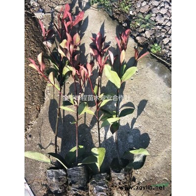 浙江紅葉石楠價格 金華紅葉石楠基地大杯苗批發綠化苗木